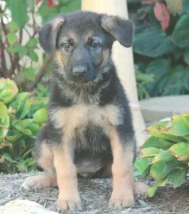 Krissy German Shepherd puppies