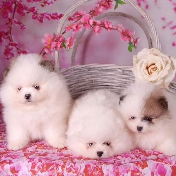 Pomeranian puppies