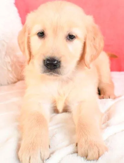 Tillies Golden retriever puppies