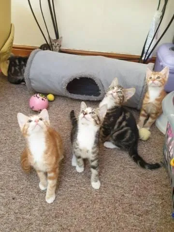 Maine coon kittens ready for new homes