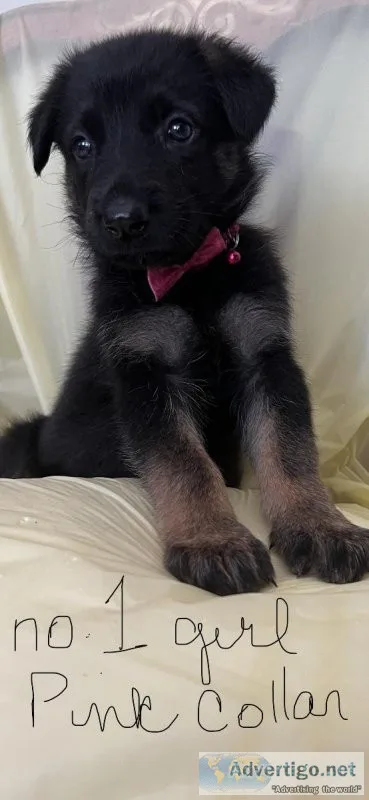 AKC German shepherd PUPPIES