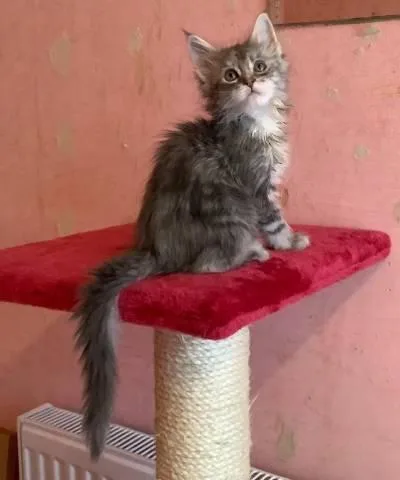 All cats are indoor all well cared for and use to the kids