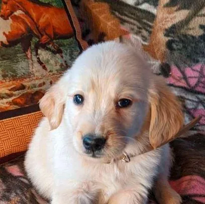 little Golden Retriever pupS