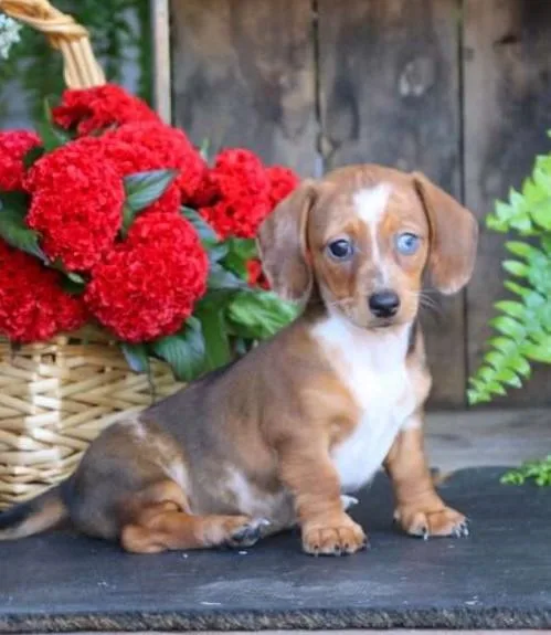 Adorable Dachshund puppy