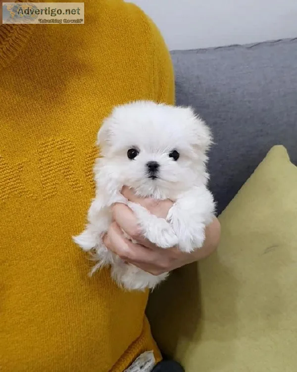 Teacup Korean Maltese Puppies