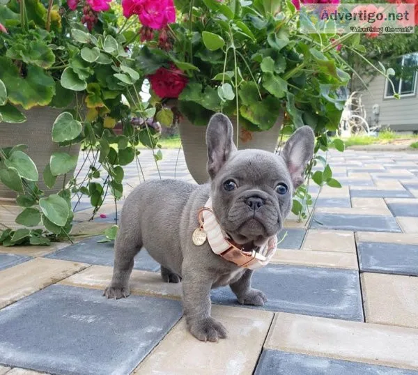 andREGISTERED FRENCH BULLDOG PUPPIES FOR ADOPTION