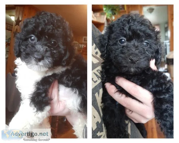 Miniature Poodle Puppies
