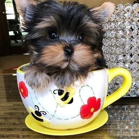 teacup Yorkie puppies