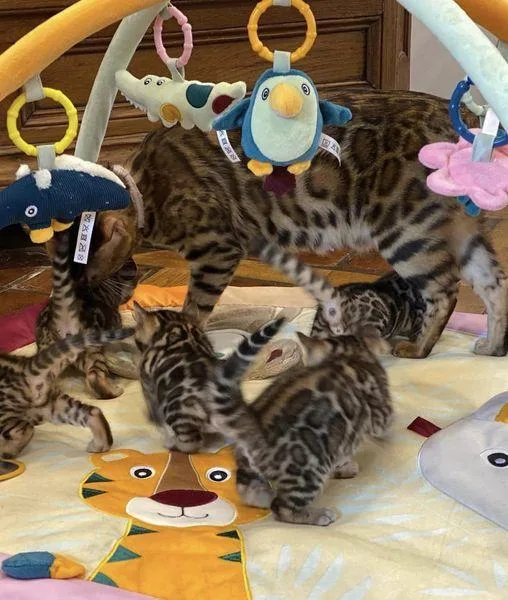 Bengal kitten