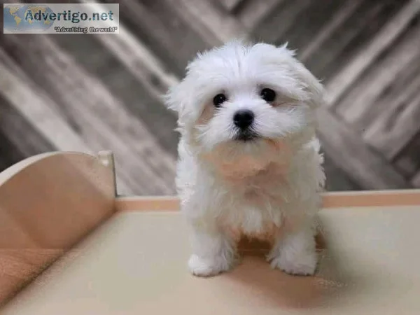 Maltese puppies
