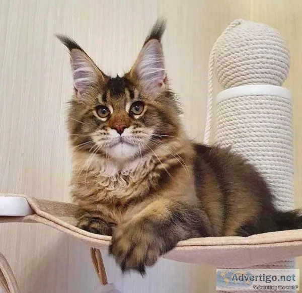 Charming Maine Coon Kitten For Sale 800.00