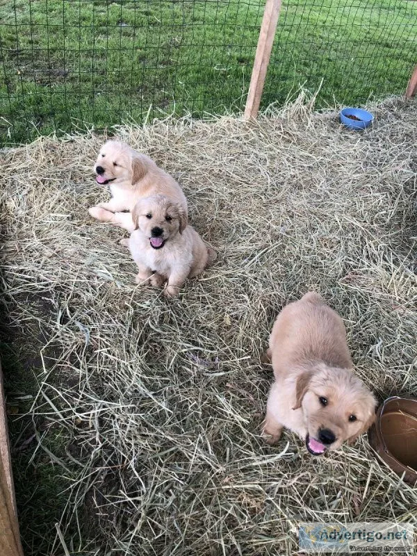Registered Golden Retriever puppies