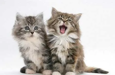 Available Maine Coon Kittens