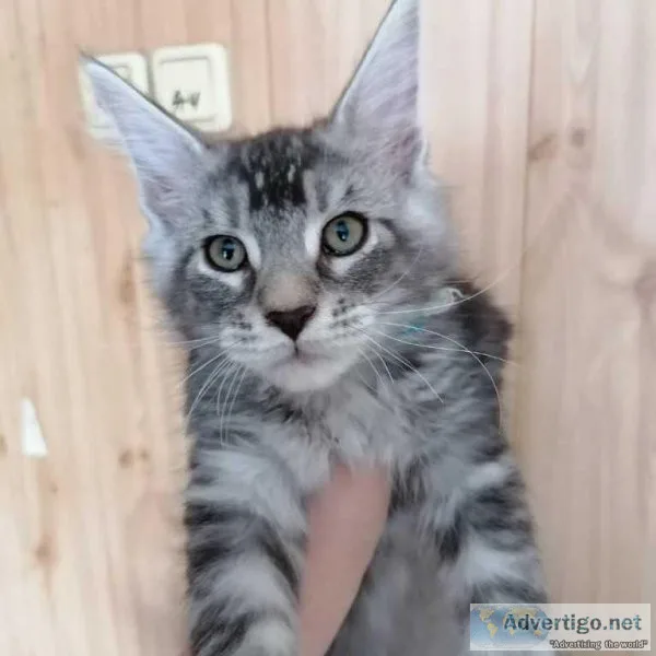 Maine Coon Kittens for Adoption For New Home
