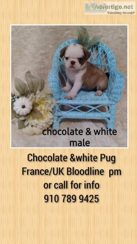 Pug puppy for sale
