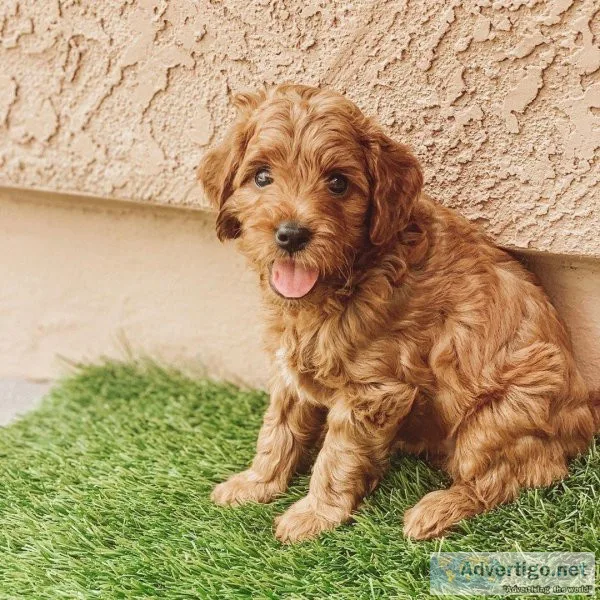 Goldendoodle puppies