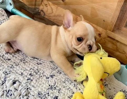 %TOP  FRENCH BULLDOG PUPPIES FOR SALE PLEASE CONTACT ASAP