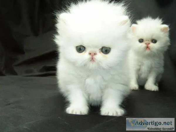 Persian Kittens Male and Female for sale