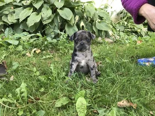 %%CLASSIC FPUG PUPPIES FOR ADOPTION