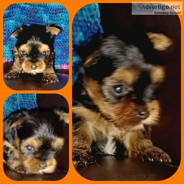 Yorkie female