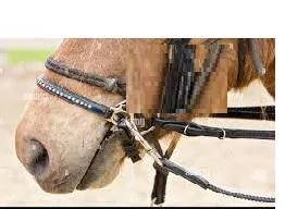 Seilhalfter f&uumlr Pferd kaufen