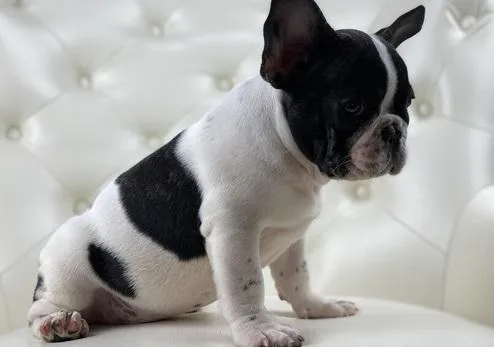 NICA  FRENCH BULLDOG PUPPIES FOR ADOPTION