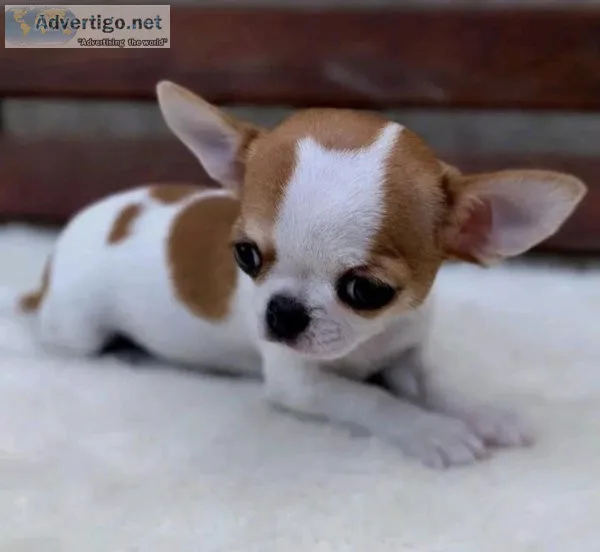 Puppies