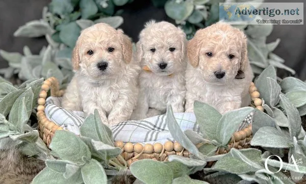 Mini Golden Doodles 450
