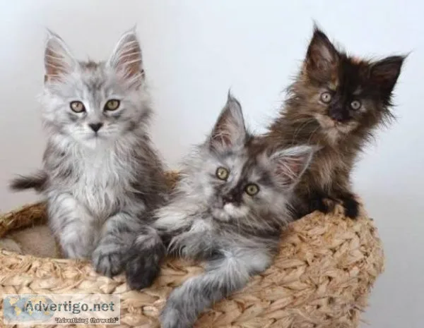 cute maine coon kittens.