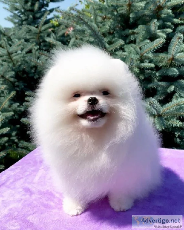 Gorgeous male and females Teacup Pomeranian puppies