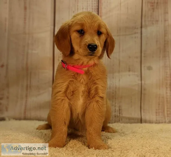 Pure bred Golden Retrievers puppies