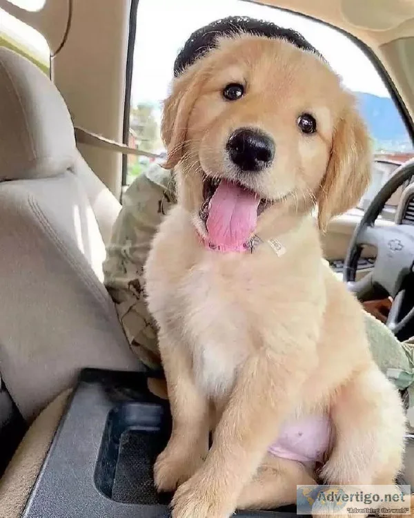 Golden Retriever puppies