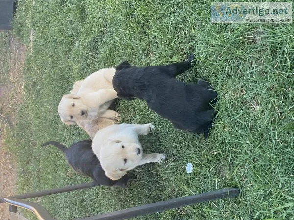 Labradoodle puppies