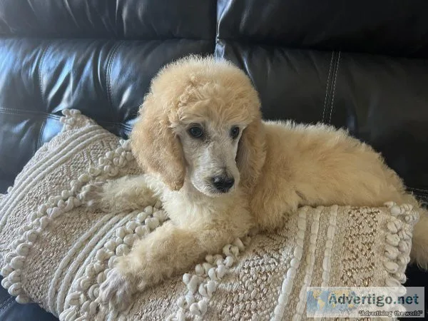 Beautiful Standard Poodles
