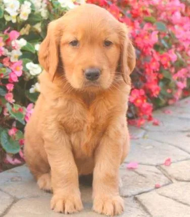 CinnamonGolden Retriever puppy