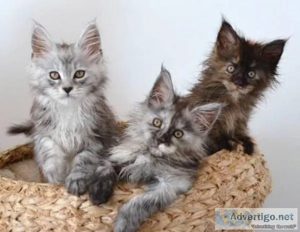 Maine Coon cat breeds