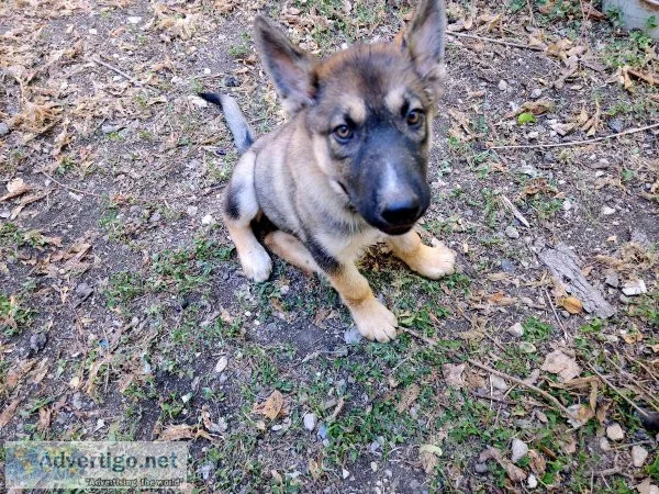 German Shepherd Puppy