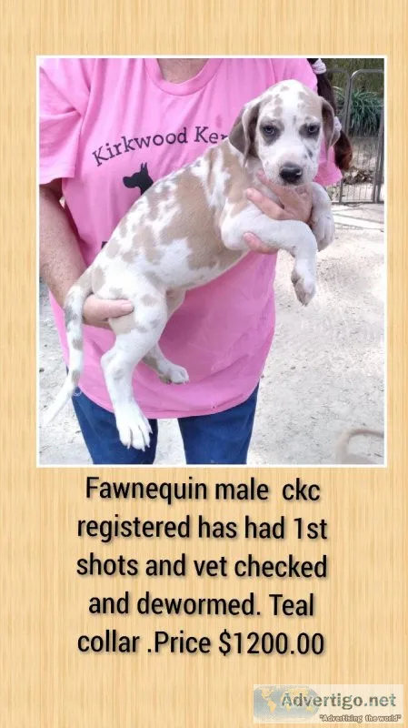 Great Dane puppies for sale