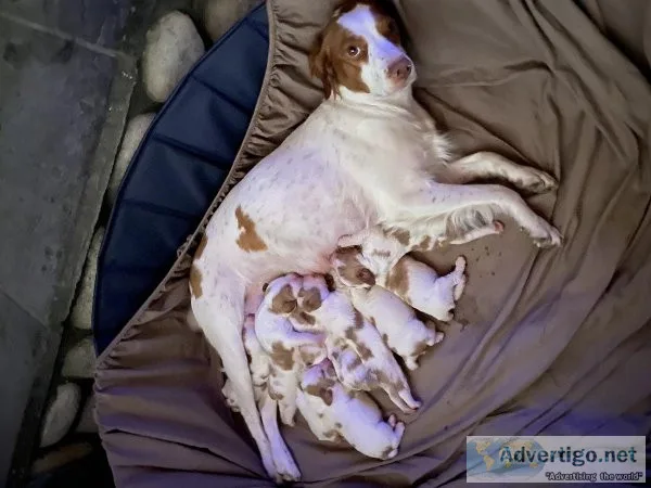 Akc Brittany puppies