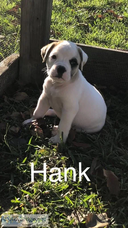 AMERICAN BULLDOG PUPPIES