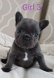Blue French Bulldog Puppies