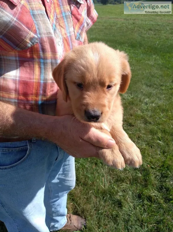 AKC REGISTERED MALE GOLDEN RETRIEVER PUPPY