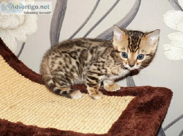 Bengal Kittens for You
