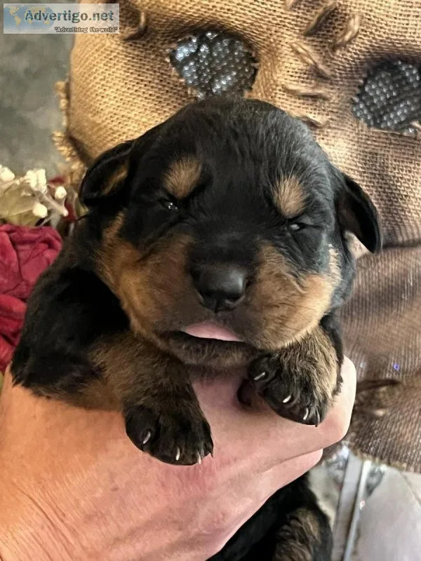 Rottweiler puppies