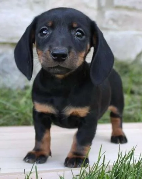 Petite Dachshund puppy