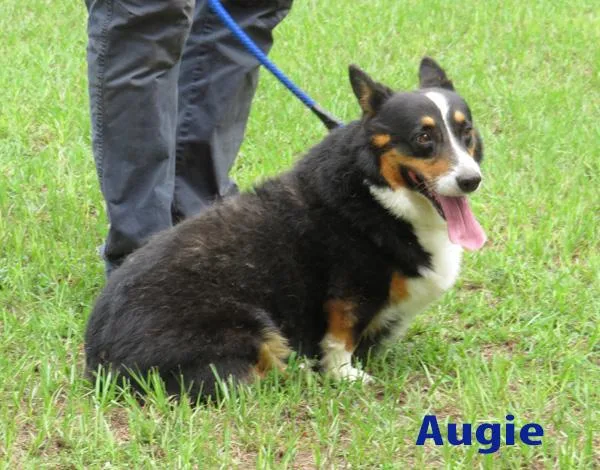 akc pembroke welsh corgi