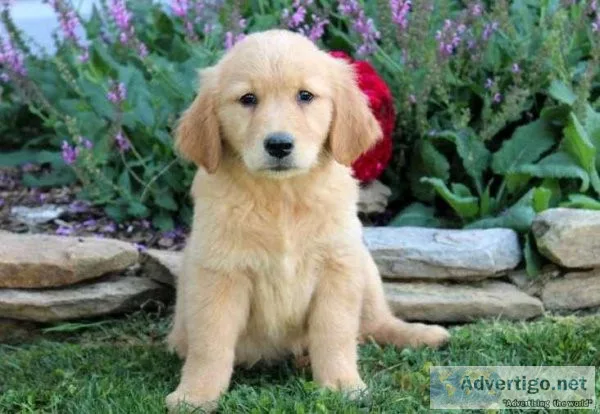 Golden Retriever puppies Forrest