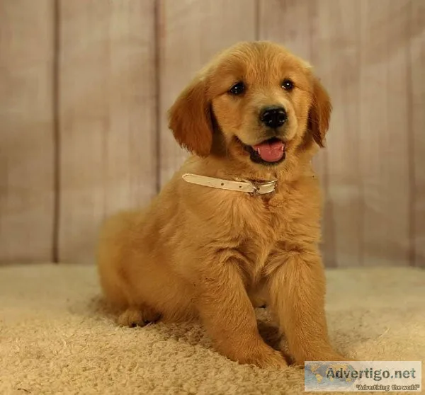 our Golden Retriever puppy