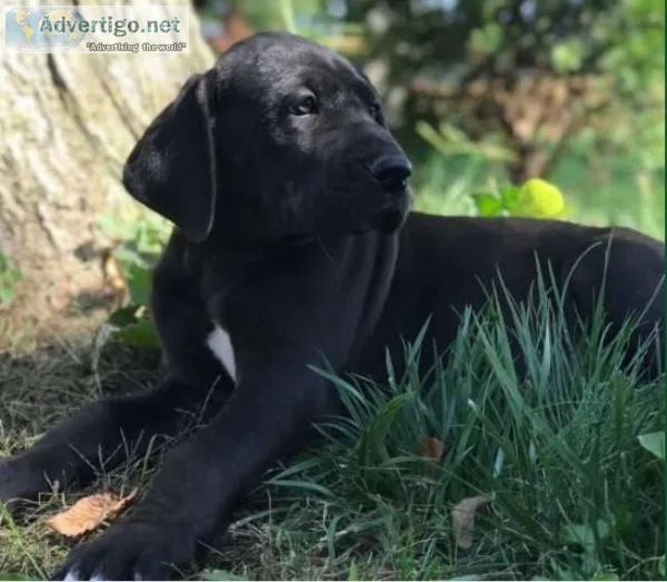 Playful and beautiful Great Dane puppy