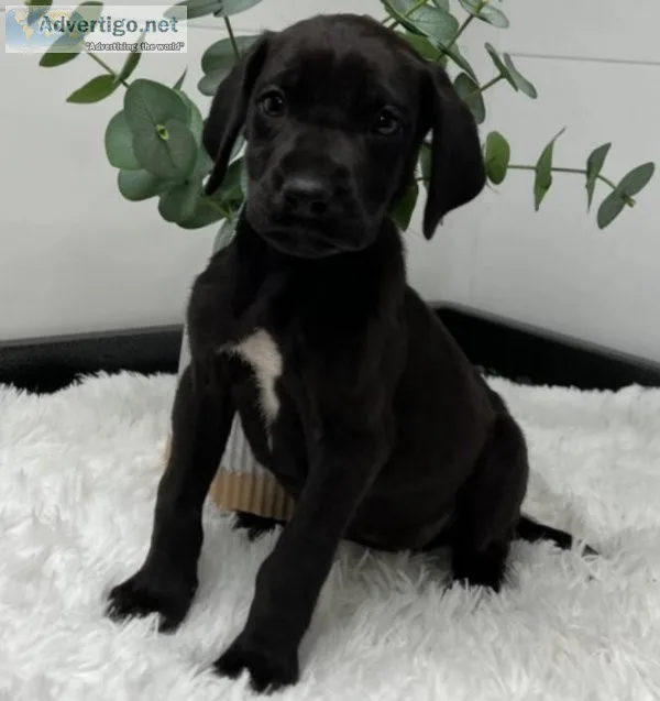 Purebreed Great Dane Puppy